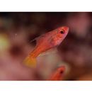 Trimma taylori Lobel, 1979