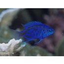 Chrysiptera springeri (Allen, 1976)