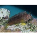 Salarias ramosus Bath, 1992