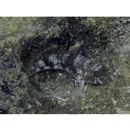 Bathygobius fuscus (Ruppell, 1830)