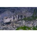 Cryptocentrus melanopus (Bleeker, 1860)