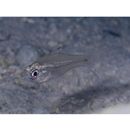 Apogon ceramensis Bleeker, 1852