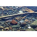 Oryzias latipes (Temminck et Schlegel, 1846) (Subpopulation unknown)