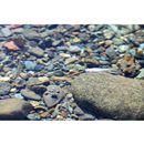 Oryzias latipes (Temminck et Schlegel, 1846) (Subpopulation unknown)