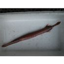 Aulostomus chinensis (Linnaeus, 1766)