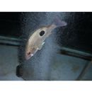 Lutjanus russellii (Bleeker, 1849)