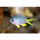 Chromis alpha Randall, 1987