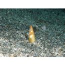 Apterichtus australis McCosker et Randall, 2005