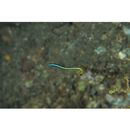 Gunnellichthys curiosus Dawson, 1968