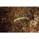 Scarus niger Forsskal, 1775