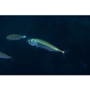 Decapterus muroadsi (Temminck et Schlegel, 1844)