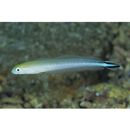 Malacanthus brevirostris Guichenot, 1848