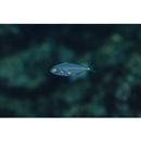 Pseudocaranx dentex (Bloch et Schneider, 1801)