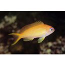 Pseudanthias squamipinnis (Peters, 1855)