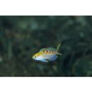 Pseudanthias flavoguttatus (Katayama et Masuda, 1980)