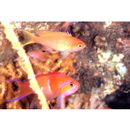 Pseudanthias leucozonus (Katayama et Masuda, 1982)