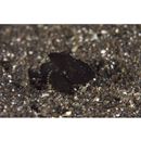 Neosebastes entaxis Jordan et Starks, 1904