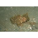 Pteroidichthys amboinensis Bleeker, 1856