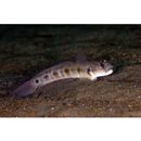 Oxyurichthys papuensis (Valenciennes, 1837)