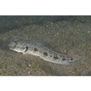 Oxyurichthys papuensis (Valenciennes, 1837)