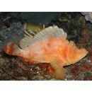 Rhinopias argoliba Eschmeyer, Hirosaki et Abe, 1973