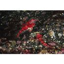 Neosynchiropus rubrovinctus (Gilbert, 1905)