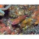 Plectranthias winniensis (Tyler, 1966)