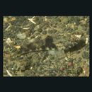 Bathygobius fuscus (Ruppell, 1830)