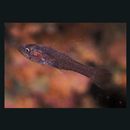 Pseudamia hayashii Randall, Lachner et Fraser, 1985