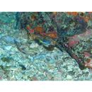 Scolopsis xenochrous Gunther, 1872