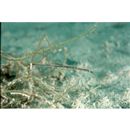 Urocampus nanus Gunther, 1870