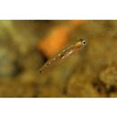 Parioglossus caeruleolineatus Suzuki, Yonezawa et Sakaue, 2010