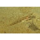 Gobiidae, indeterminate genus et species