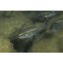 Fibramia amboinensis (Bleeker, 1853)