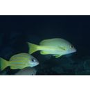 Lutjanus rufolineatus (Valenciennes, 1830)