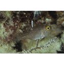 Ostorhinchus ishigakiensis (Ida et Moyer, 1974)