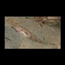 トンガリハゼ属の1種3