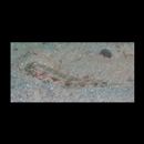 トンガリハゼ属の1種3