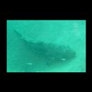 Epinephelus malabaricus (Schneider, 1801)