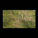 Pandaka trimaculata Akihito et Meguro, 1975