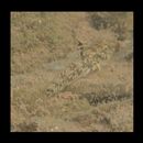 Redigobius bikolanus (Herre, 1927)