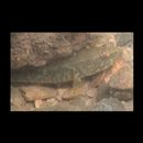 Eleotris acanthopoma Bleeker, 1853