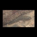 Eleotris acanthopoma Bleeker, 1853