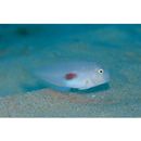 Iniistius twistii (Bleeker, 1856)