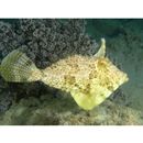 Pseudomonacanthus macrurus (Bleeker, 1856)