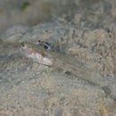 Gobiidae, indeterminate genus et species