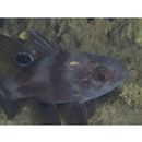 Apogonichthyoides melas (Bleeker, 1848)