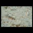 Grallenia arenicola Shibukawa et Iwata, 2007