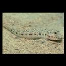 Oxyurichthys papuensis (Valenciennes, 1837)