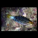 Scarus prasiognathos Valenciennes, 1840